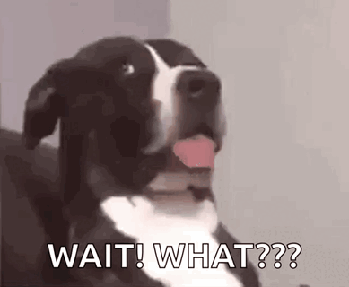 DogSayWhatGIF (2).gif