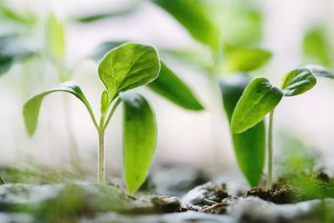 Green Shoots: Spring 2026 Brings Integration, Recovery, and New Supply Chains to Global Cannabis