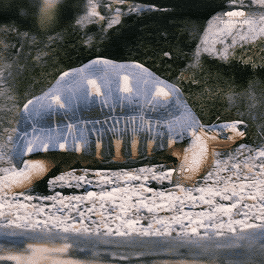 giphy-downsized.gif