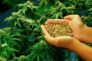 olding-gratifying-heap-cannabis-hemp-seeds-300x200.jpg