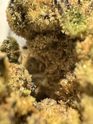 IMG_6896.jpeg