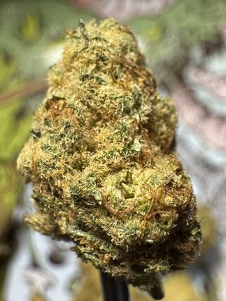 IMG_7140.jpeg