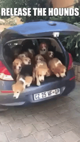 BeaglesReleaseTheHoundsGIF (2).gif