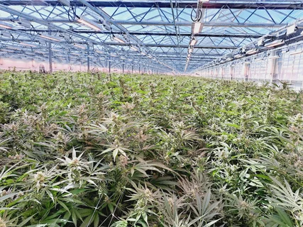 ‘More Cannabis Than Colombia’: How Jersey is Reshaping European Supply Chains 