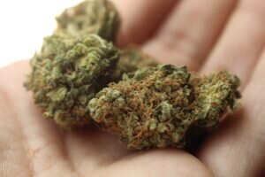 Cannabis-dried-flower-300x200.jpg