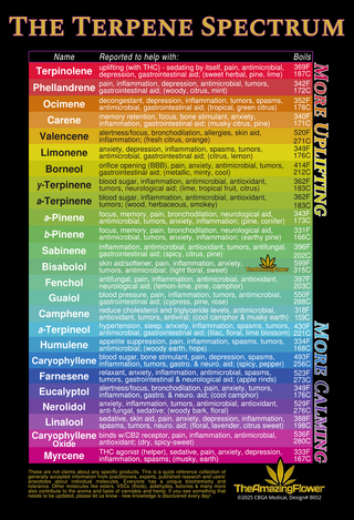 ter_1be3a5b8-af44-481a-bd24-f75f8d8fc393_1024x1024.png