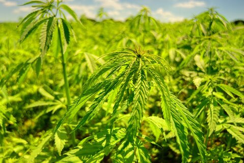 House Agriculture Committee Advances Farm Bill With No Relief for Hemp Industry