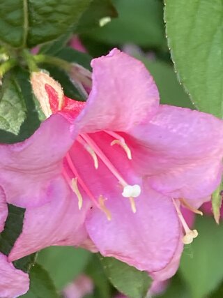 IMG_3451.jpeg