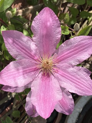 IMG_3452.jpeg