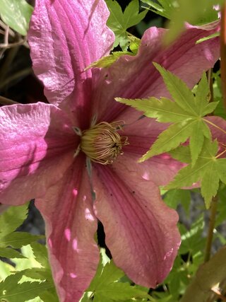 IMG_3453.jpeg