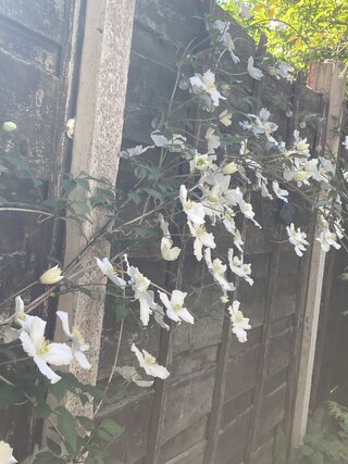 IMG_3454.jpeg