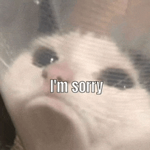 sorry-im-sorry.gif