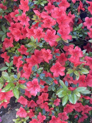IMG_3478.jpeg