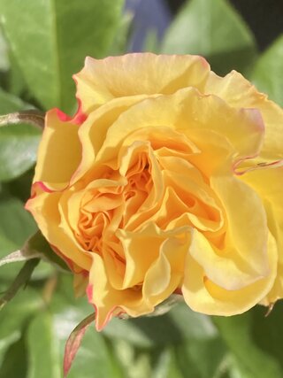 IMG_3479.jpeg