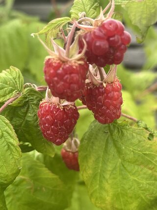 IMG_8018.jpeg