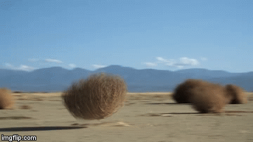 1000065420.gif 1000065420.gif