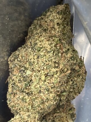 IMG_3526.jpeg