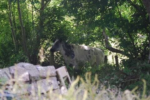 DSC_0087.JPG