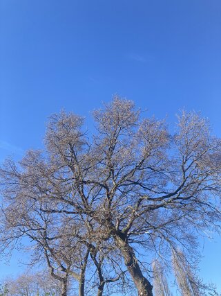 IMG_2262.jpeg