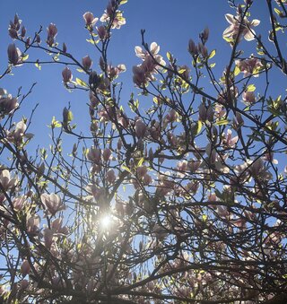 IMG_2263.jpeg