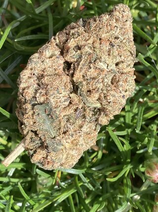 IMG_2270.jpeg