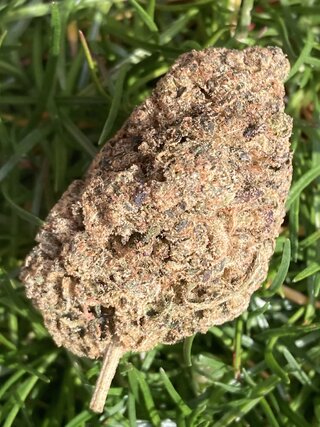 IMG_2271.jpeg