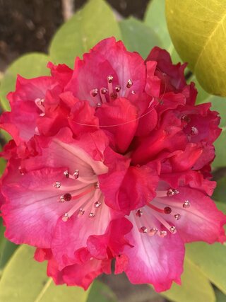 IMG_2293.jpeg
