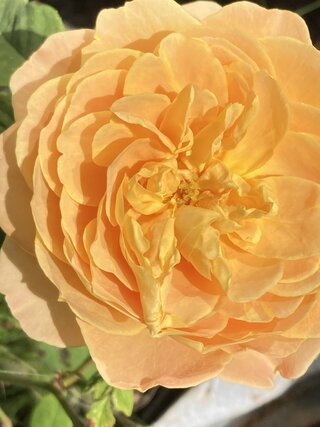 IMG_2395.jpeg