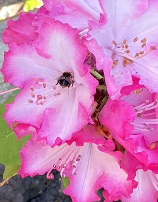 IMG_2396.jpeg