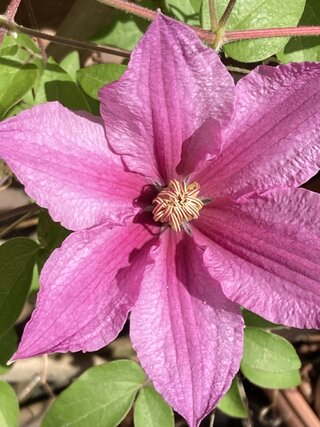 IMG_2401.jpeg