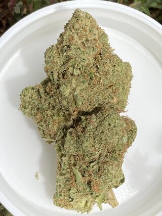IMG_2441.jpeg