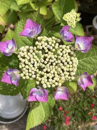 IMG_2519.jpeg