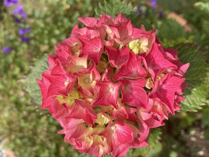 IMG_2520.jpeg