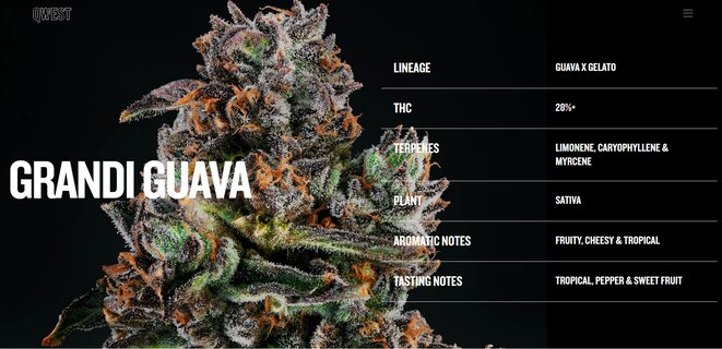 Screenshot_28-6-2025_214126_qwestcannabis.com.jpeg