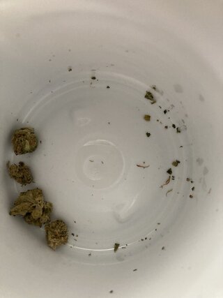 IMG_2599.jpeg