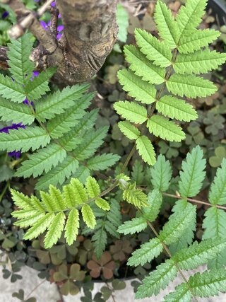 IMG_2629.jpeg