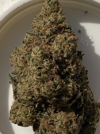 IMG_2718.jpeg
