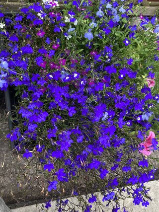 IMG_2737.jpeg