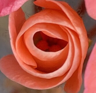 IMG_2733.jpeg