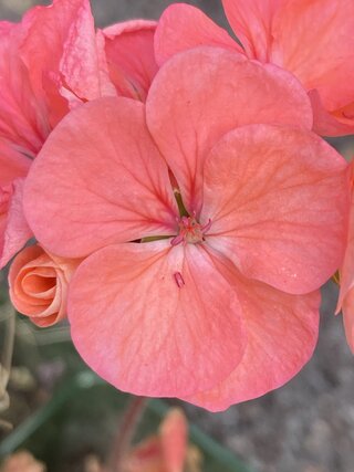 IMG_2732.jpeg