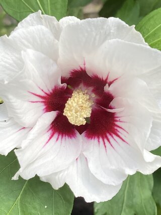 IMG_2731.jpeg