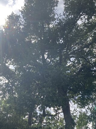 IMG_2742.jpeg
