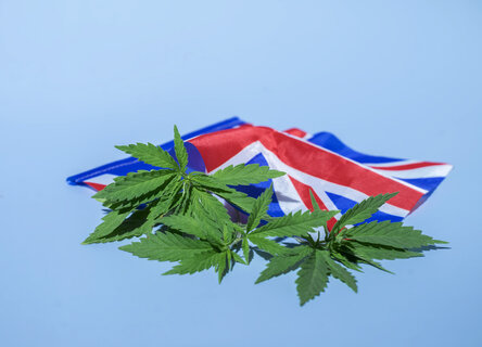 -blue-background-marijuana-legalization-uk-concept.jpg