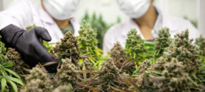 -garden-indoor-grow-area-before-harvesting-300x135.jpg