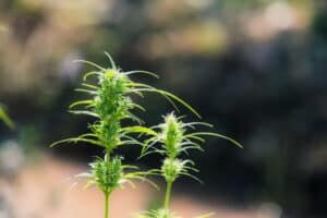 juana-leaves-cannabis-beautiful-background-300x200.jpg