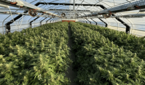 ECS-protectice-cropping-enclosure-2-300x177.png