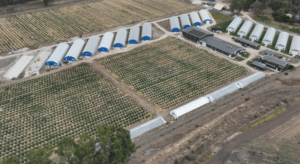 ECS-Botanics-cultivation-facility-300x164.png