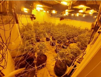Rotherham drug farm