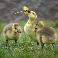 Gosling