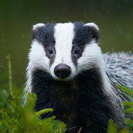 Badger
